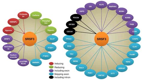 srsf3 microbiome